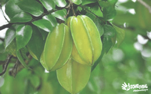 cong-dung-tuyet-voi-tu-qua-khe